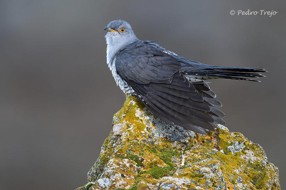 Cuco común (Cuculus canorus)